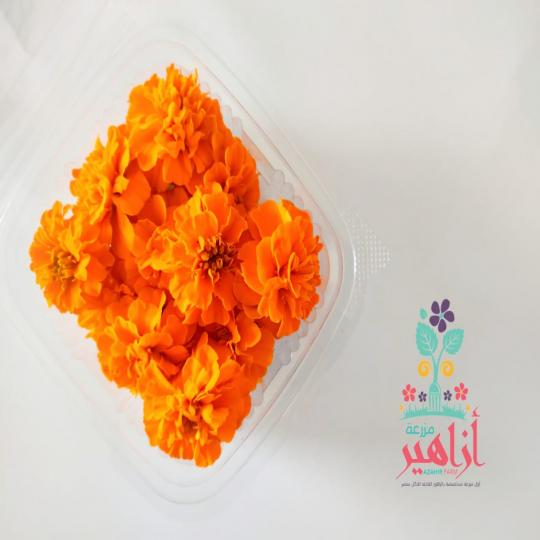 زهور القطيفة البرتقالى